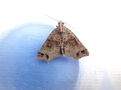 Lithilaria proestans