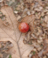Atrusca quercuscentricola