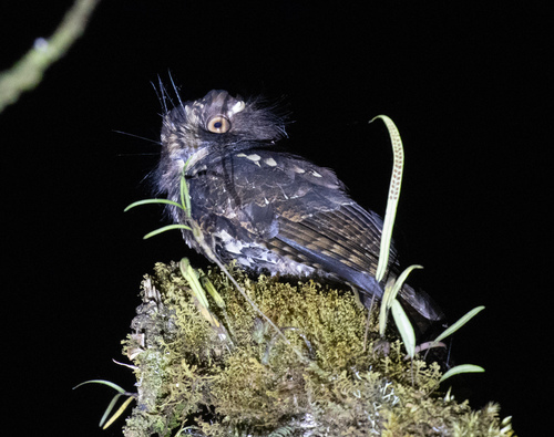 Aegotheles insignis observed 2026-06-14