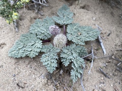 Cymopterus globosus