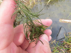 Ceratophyllum submersum