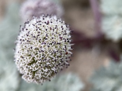 Cymopterus globosus