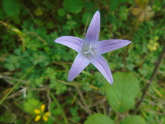 Campanula spatulata