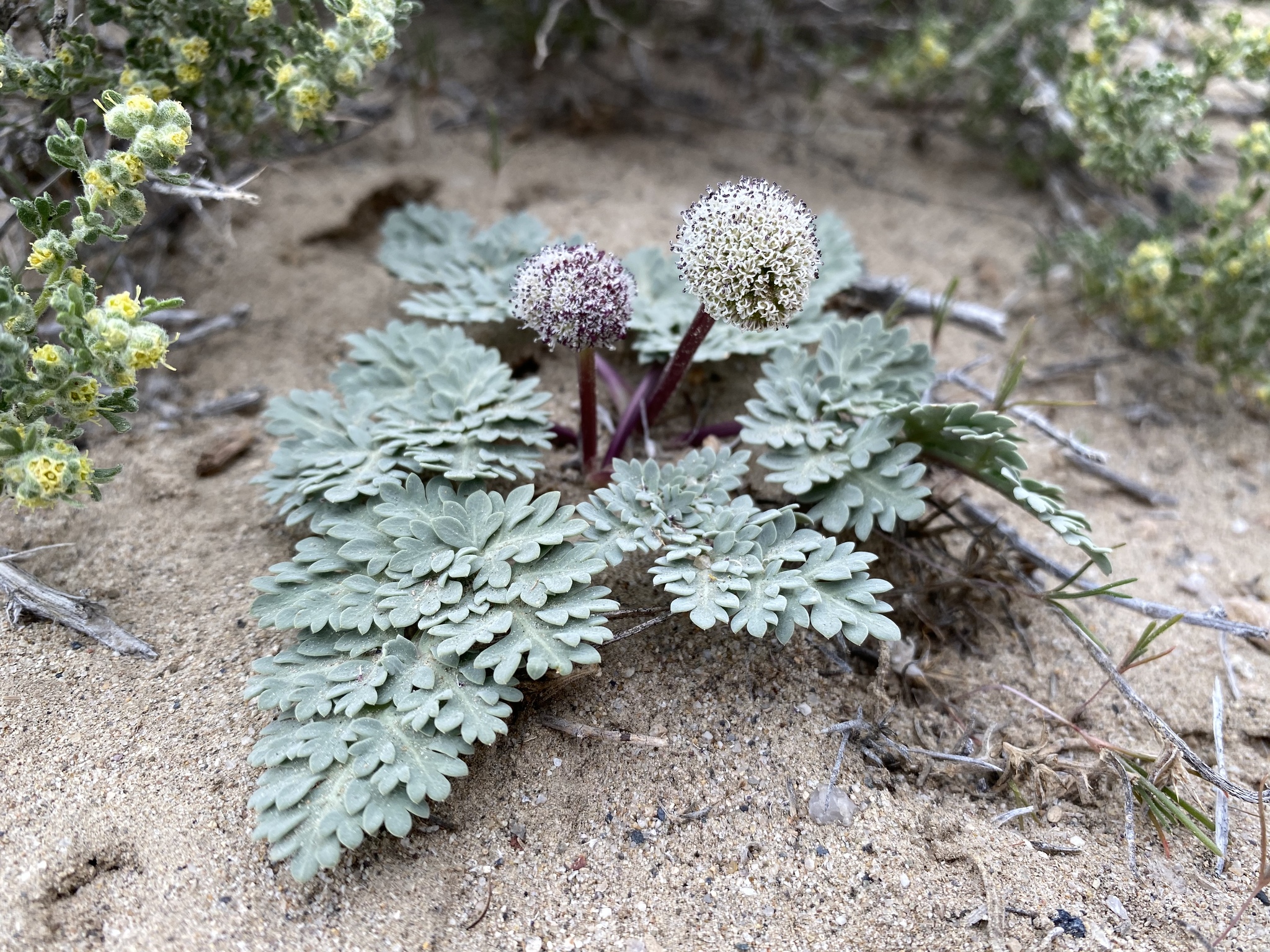 Cymopterus globosus