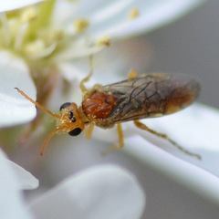 Hoplocampa
