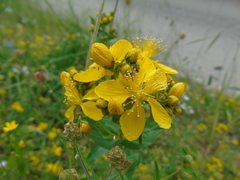 Hypericum perfoliatum