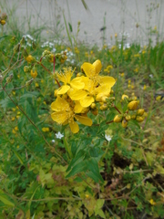 Hypericum perfoliatum