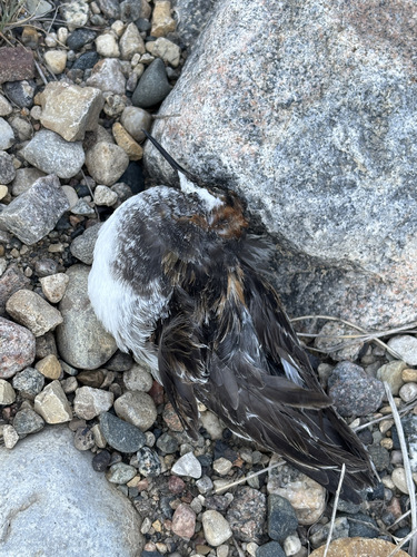 iNaturalist image