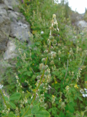 Melilotus italicus