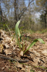 Allium decipiens quercetorum