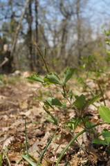 Lathyrus rotundifolius