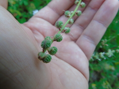 Melilotus italicus