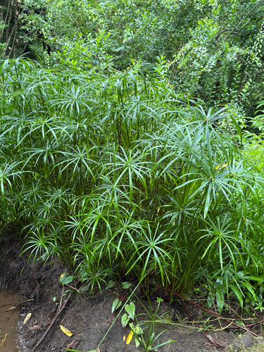 Cyperus alternifolius observed 2026-07-22