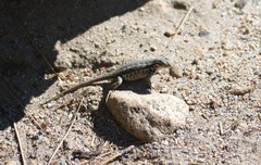 Sceloporus graciosus
