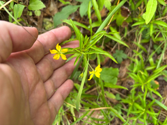 Lysimachia lanceolata, photograph (c) Scott Cave, some rights reserved (CC BY)