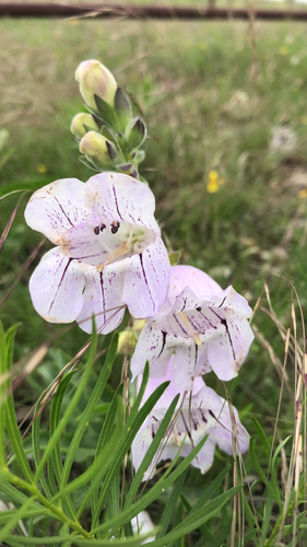 Penstemon cobaea