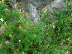 Melilotus italicus