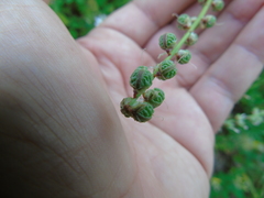 Melilotus italicus