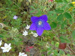 Campanula ramosissima