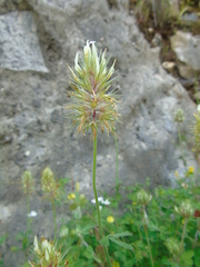 Trifolium xanthinum