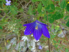 Campanula ramosissima