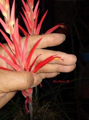 Pitcairnia ringens
