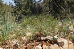 Prangos trifida