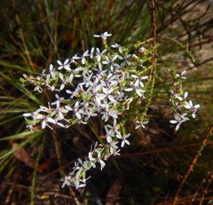 Olearia lanuginosa
