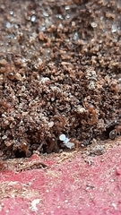 Tetramorium