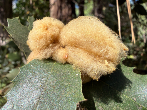 iNaturalist observation photo of Heteroecus dasydactyli