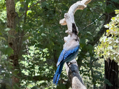 iNaturalist observation photo of Steller's Jay