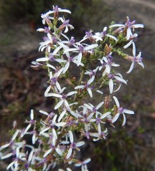 Olearia lanuginosa