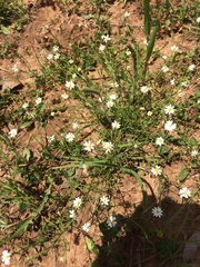 Chaetopappa asteroides