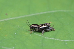 Tridactylidae