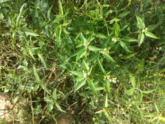 Croton bonplandianus