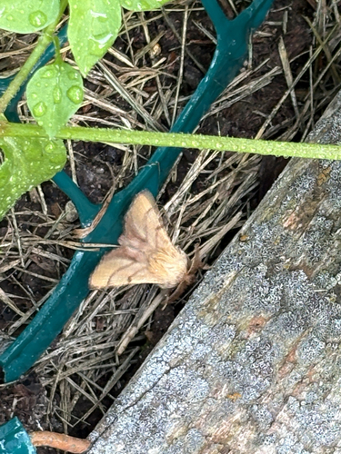Forest Tent Caterpillar Moth