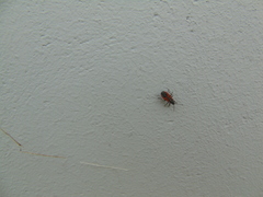 Melanocoryphus tristrami