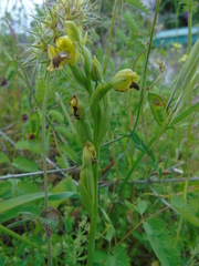 Ophrys lutea phryganae