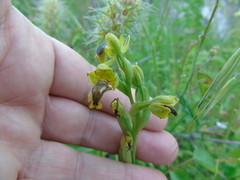 Ophrys lutea phryganae
