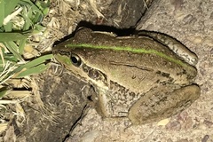 Ranoidea alboguttata