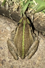 Ranoidea alboguttata