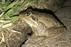 Ranoidea alboguttata