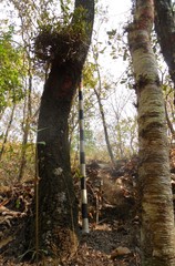 Quercus acutifolia