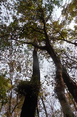 Quercus acutifolia