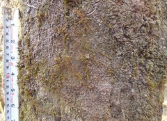 Quercus acutifolia