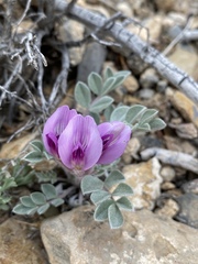 Astragalus newberryi