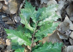 Quercus acutifolia