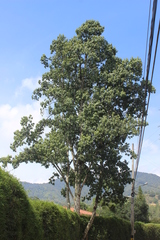 Ficus brevibracteata