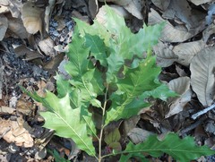 Quercus acutifolia