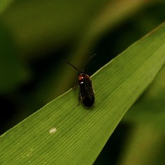 Exneria ruficollis